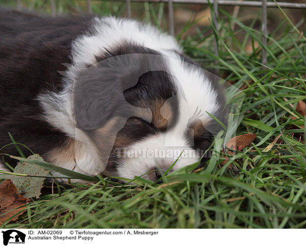 Australian Shepherd Puppy / AM-02069