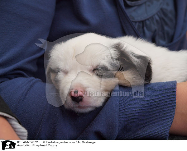Australian Shepherd Puppy / AM-02072