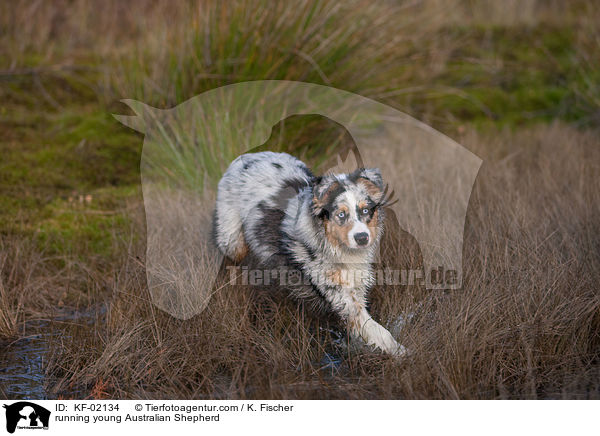 running young Australian Shepherd / KF-02134