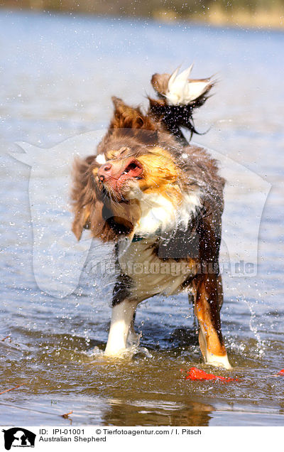 Australian Shepherd / IPI-01001