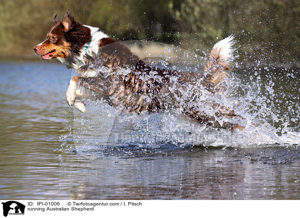running Australian Shepherd / IPI-01006