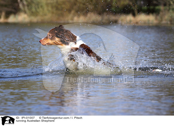 running Australian Shepherd / IPI-01007