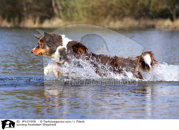 running Australian Shepherd / IPI-01008