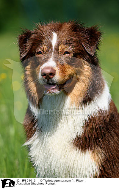 Australian Shepherd Portrait / IPI-01013