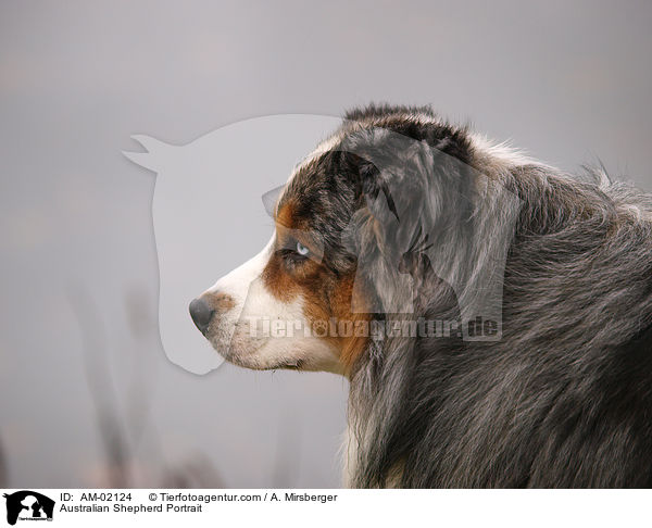 Australian Shepherd Portrait / AM-02124