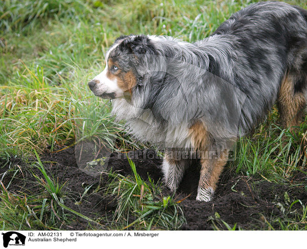 Australian Shepherd / Australian Shepherd / AM-02131