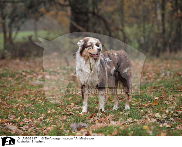Australian Shepherd / AM-02137