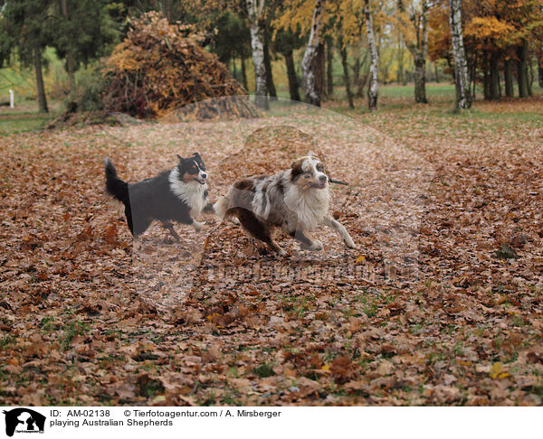 playing Australian Shepherds / AM-02138