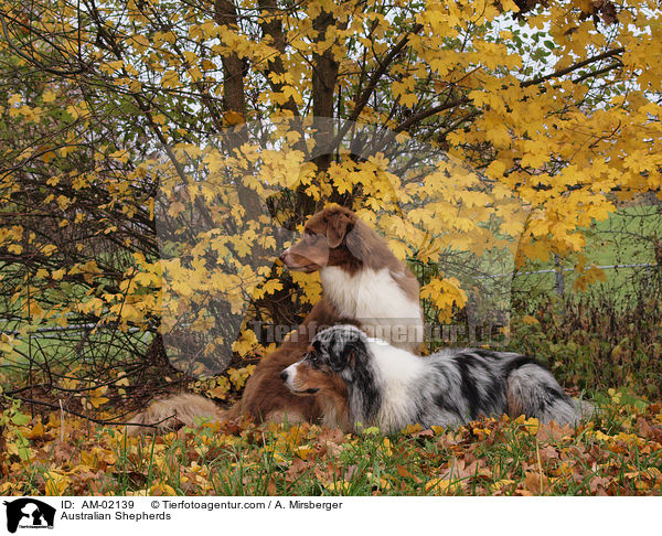 Australian Shepherds / AM-02139