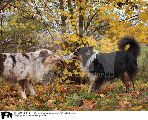 playing Australian Shepherds / AM-02141