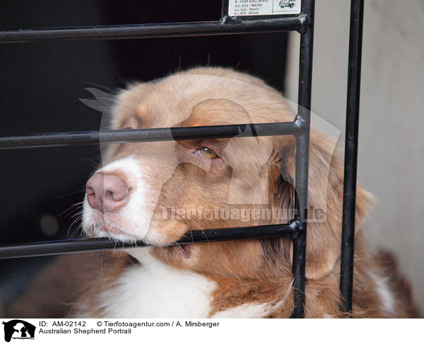 Australian Shepherd Portrait / AM-02142