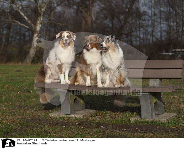 Australian Shepherds / AM-02144