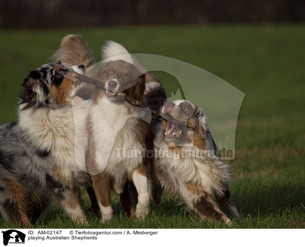 playing Australian Shepherds / AM-02147