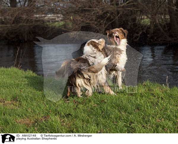playing Australian Shepherds / AM-02148