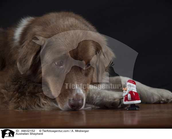 Australian Shepherd / Australian Shepherd / AM-02152