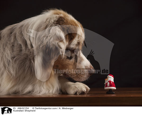 Australian Shepherd / AM-02154
