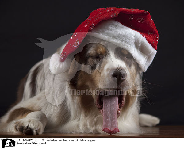 Australian Shepherd / AM-02156