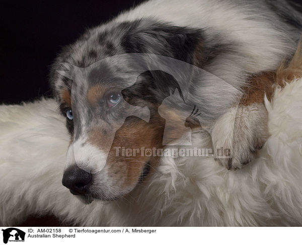 Australian Shepherd / AM-02158