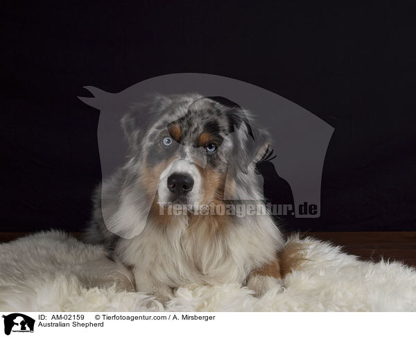 Australian Shepherd / AM-02159