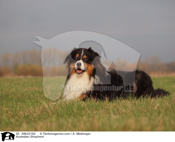 Australian Shepherd / AM-02162