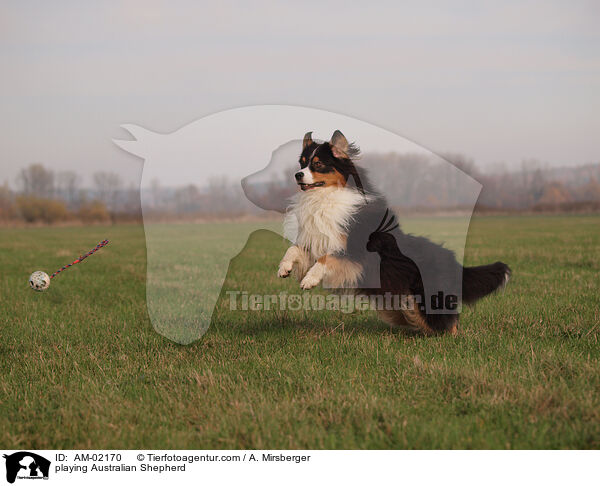 playing Australian Shepherd / AM-02170