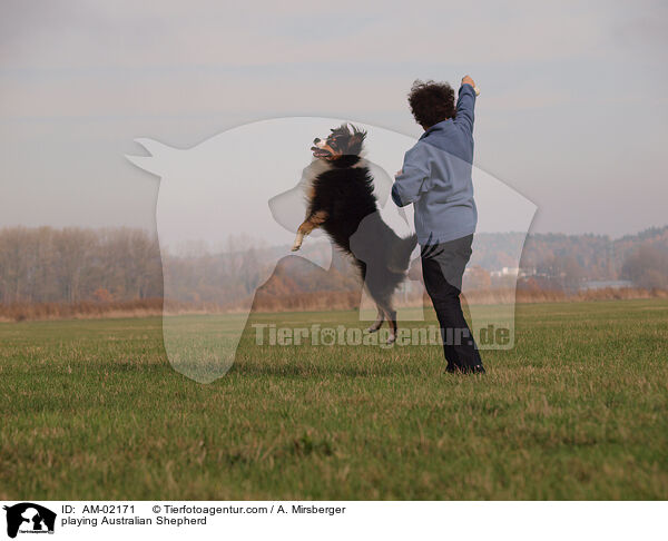 playing Australian Shepherd / AM-02171