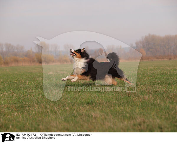 running Australian Shepherd / AM-02172