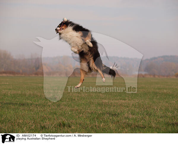 playing Australian Shepherd / AM-02174