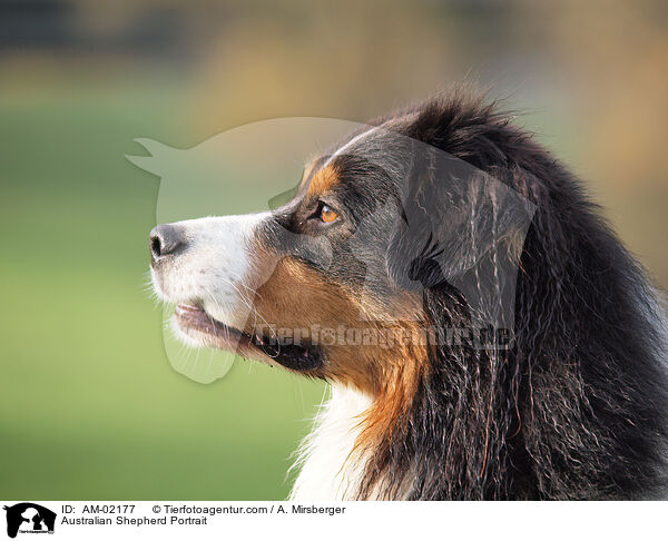 Australian Shepherd Portrait / AM-02177