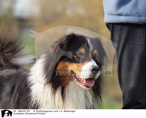 Australian Shepherd Portrait / AM-02178
