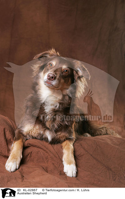Australian Shepherd / KL-02867