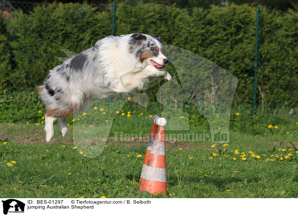 jumping Australian Shepherd / BES-01297