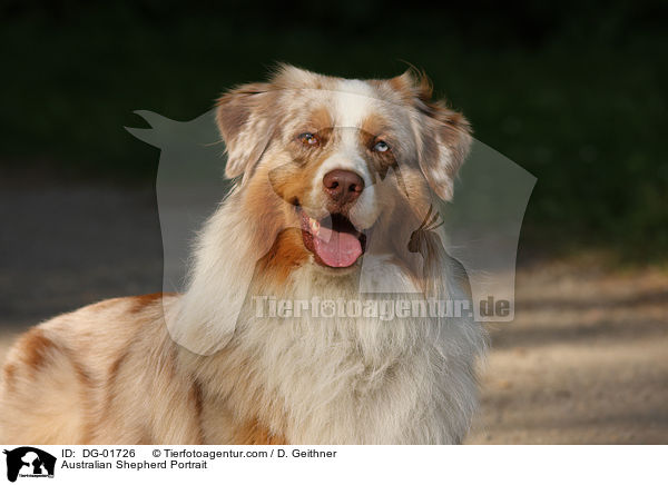Australian Shepherd Portrait / Australian Shepherd Portrait / DG-01726
