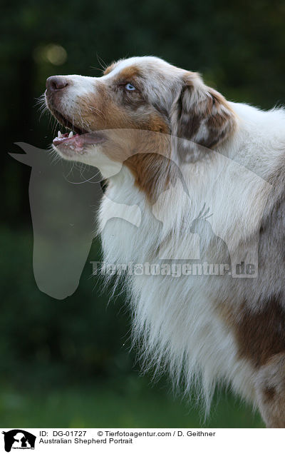Australian Shepherd Portrait / DG-01727