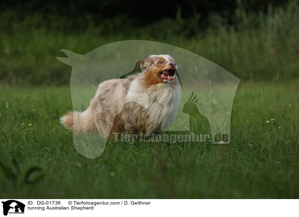 running Australian Shepherd / DG-01736