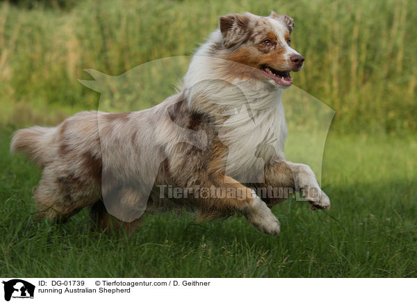 running Australian Shepherd / DG-01739