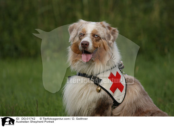 Australian Shepherd Portrait / DG-01742