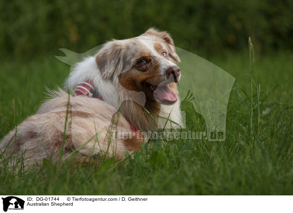 Australian Shepherd / DG-01744