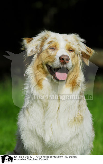 Australian Shepherd Portrait / SST-05712