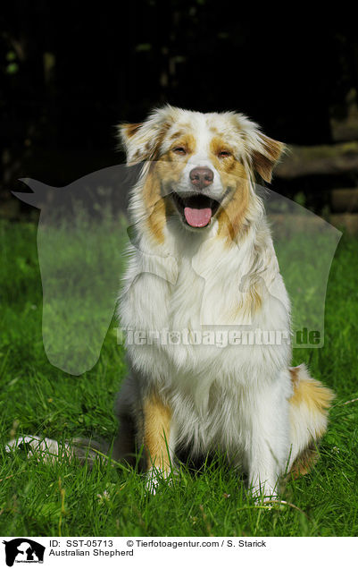 Australian Shepherd / SST-05713