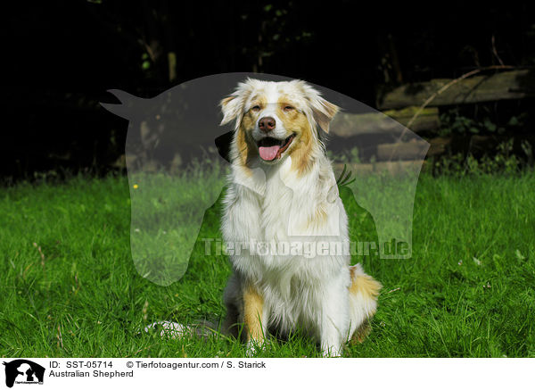 Australian Shepherd / SST-05714