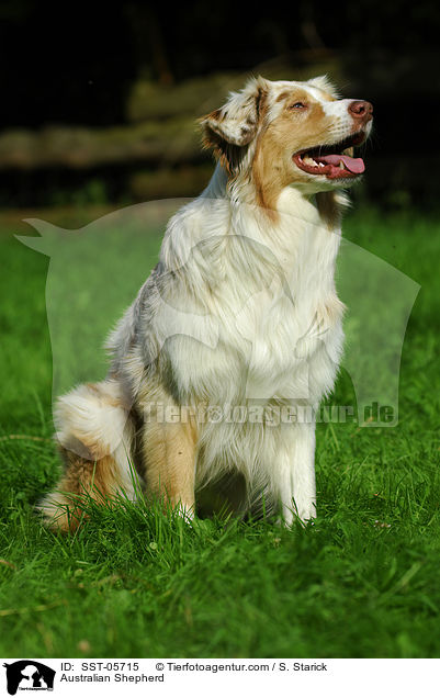 Australian Shepherd / SST-05715