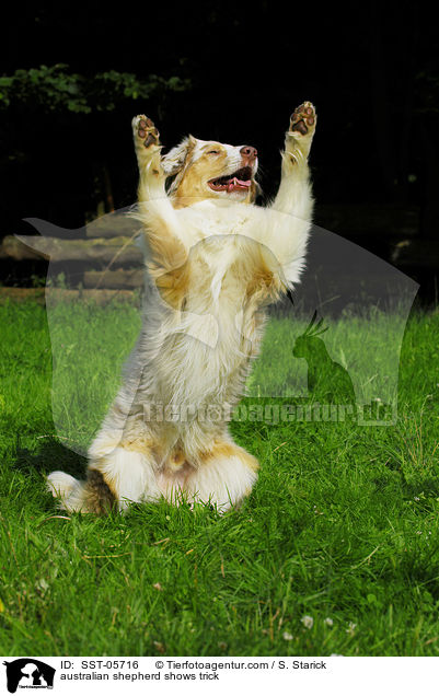 australian shepherd shows trick / SST-05716