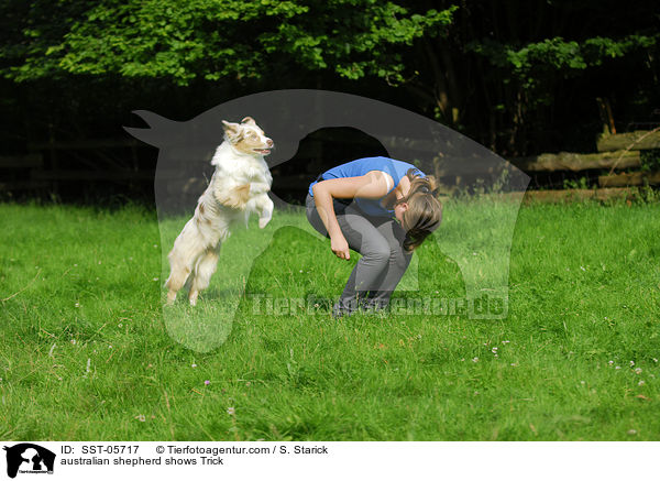 Australian Shepherd zeigt Trick / australian shepherd shows Trick / SST-05717