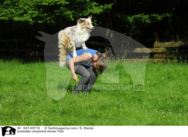 australian shepherd shows Trick / SST-05718