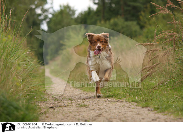 running Australian Shepherd / DG-01964
