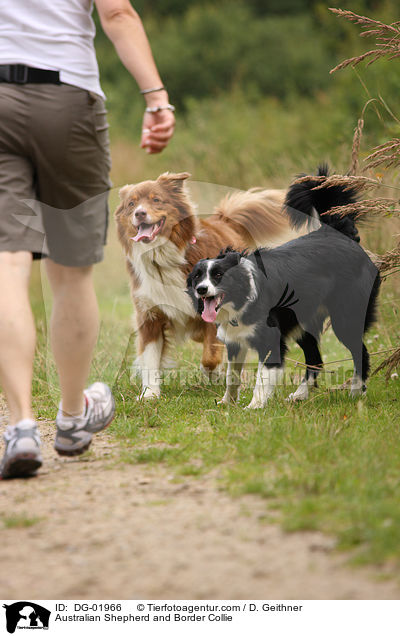 Australian Shepherd and Border Collie / DG-01966