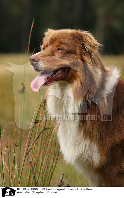 Australian Shepherd Portrait / DG-01968