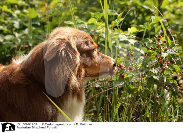 Australian Shepherd Portrait / DG-01969