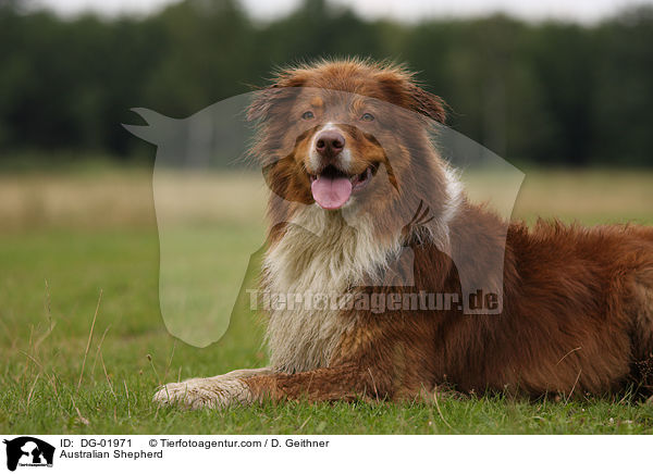 Australian Shepherd / DG-01971